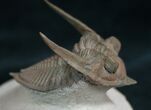 Spectacular Flying Zlichovaspis Trilobite - #7825-1